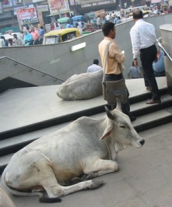 Kühe vor Metroeingang in Delhi