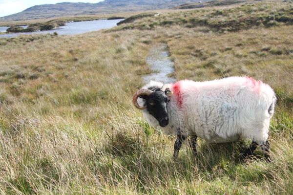 irisches Schaf